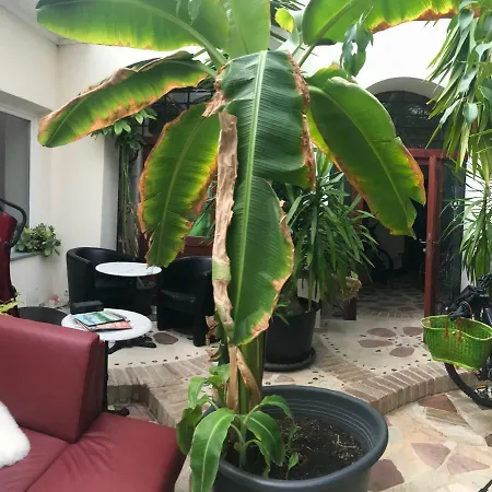 Palmengarten Meets Presshaus Homestay Langenlois